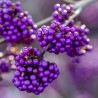 Callicarpa bodinieri Profusion 