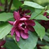 Calycanthus floridus 