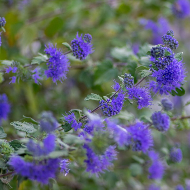 Caryopteris Grand Bleu