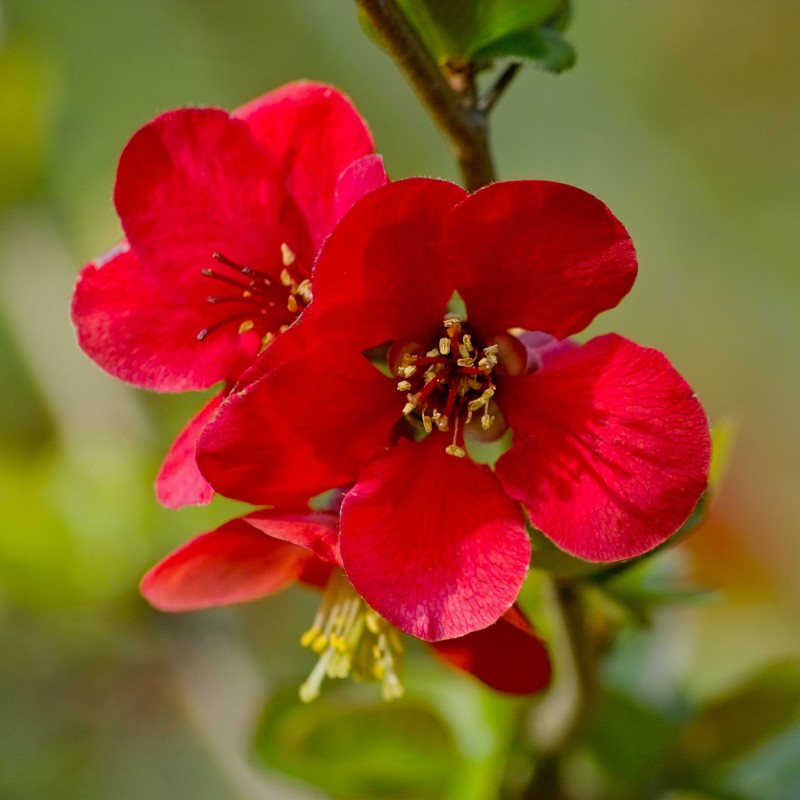 Chaenomeles Crimson and Gold 