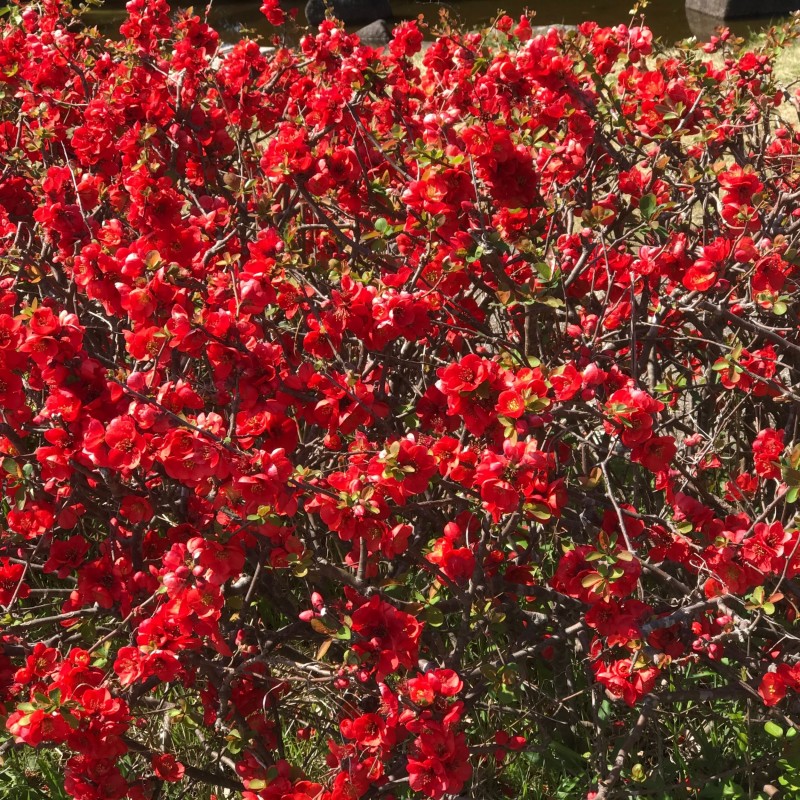 Chaenomeles Crimson and Gold 