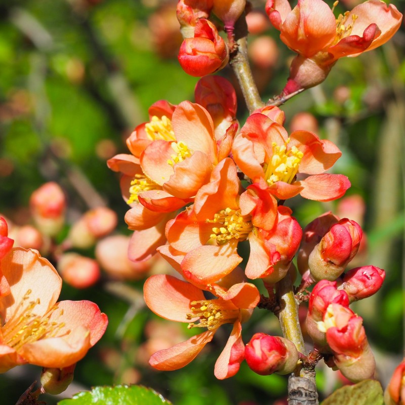 Chaenomeles orange trail 