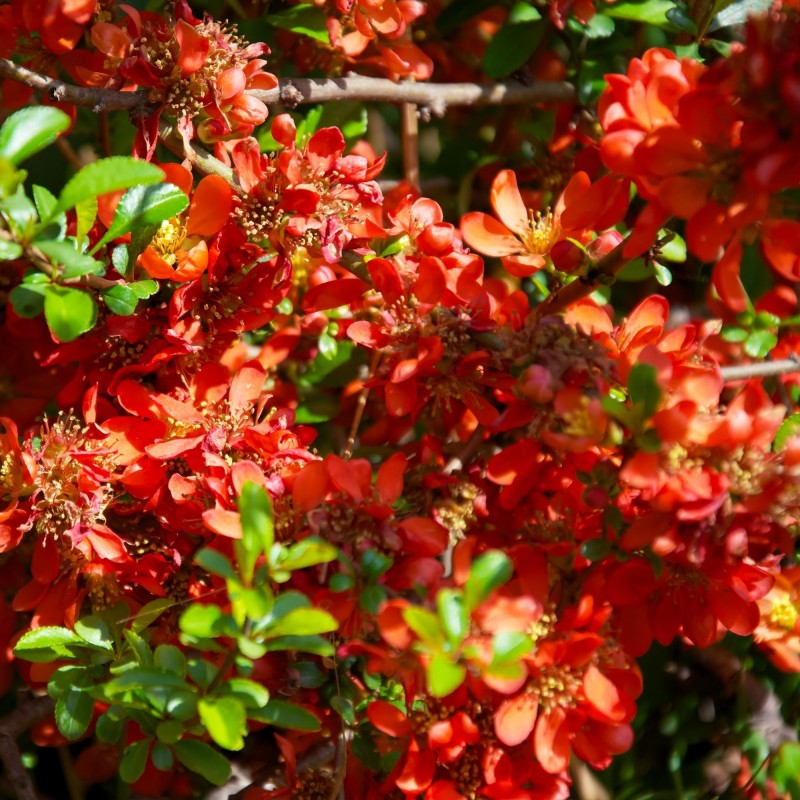 Chaenomeles orange trail 