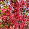 Chaenomeles Pink Lady 