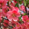 Chaenomeles Pink Lady 