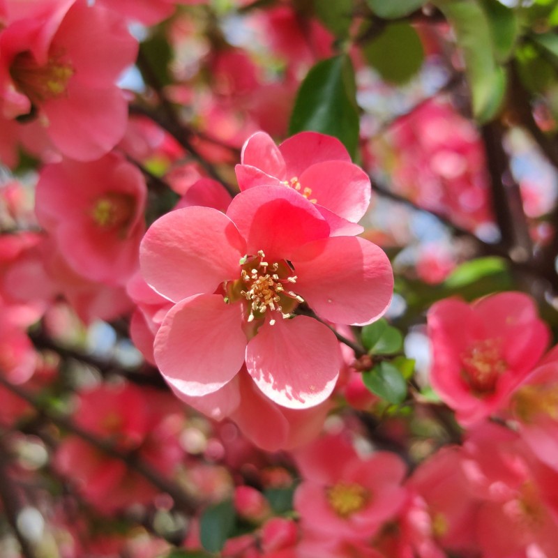 Chaenomeles Pink Lady 