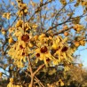 Chimonanthus praecox 