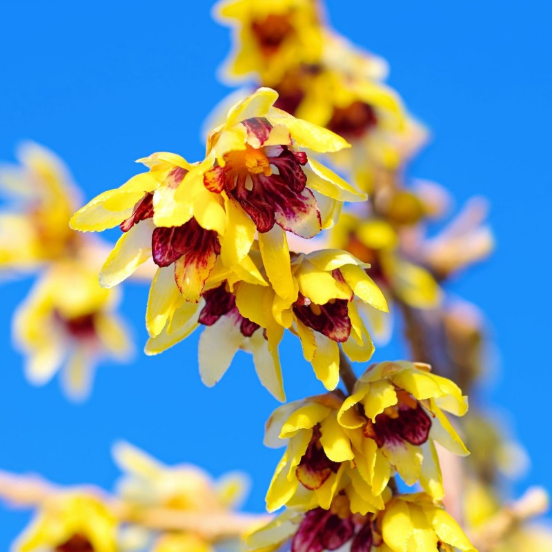 Chimonanthus praecox 
