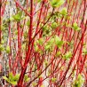 Cornus alba Sibirica 