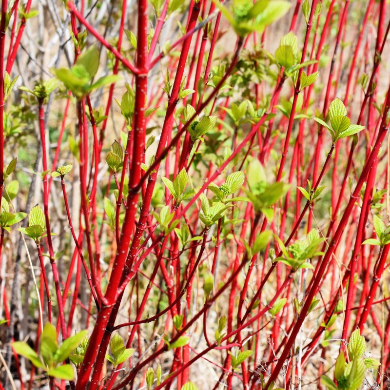 Cornus alba Sibirica 