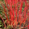 Cornus alba Sibirica 