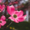 Cornus florida Cherokee Chief