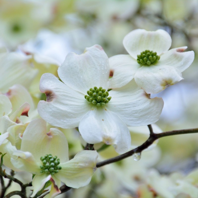 Cornus florida cloud nine
