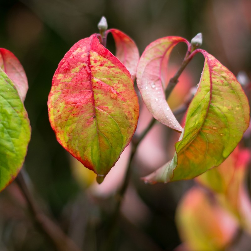 Cornus florida Rainbow