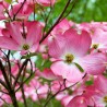 Cornus florida Rubra 