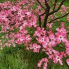 Cornus florida Rubra 