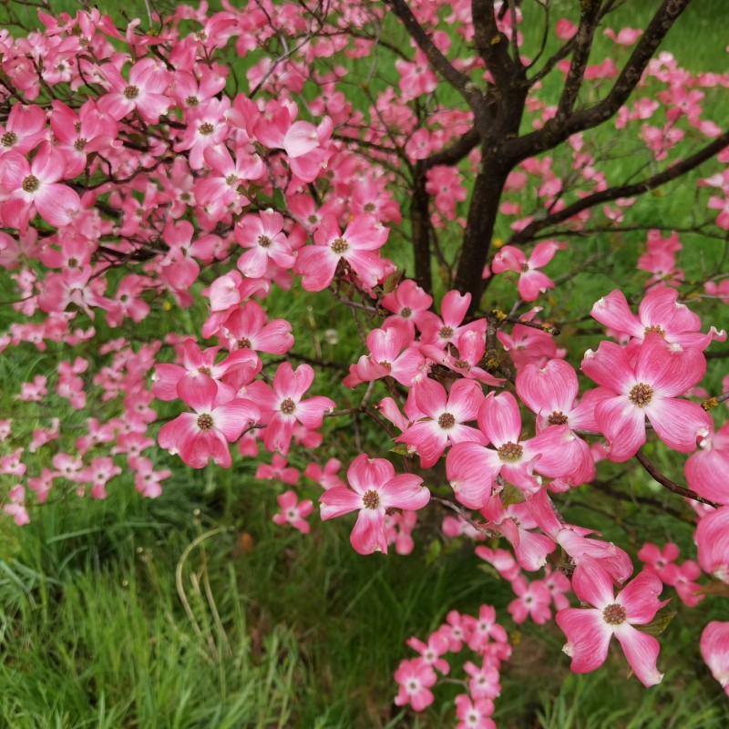 Cornus florida Rubra 