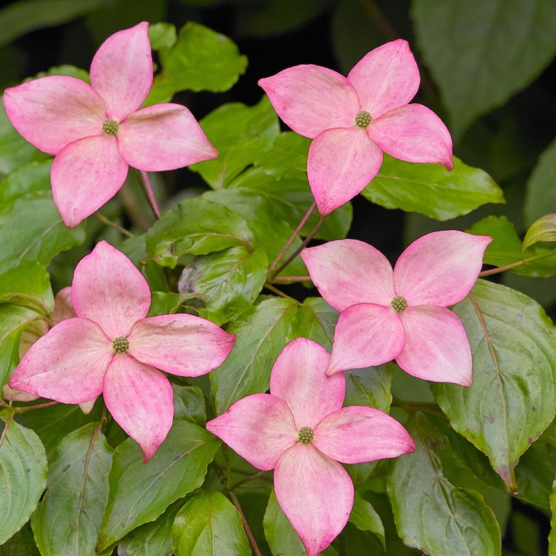 Cornus kousa Satomi