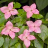 Cornus kousa Satomi