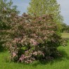 Cornus kousa Satomi 