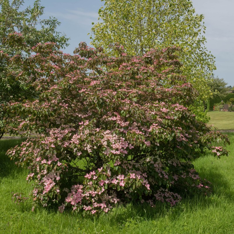 Cornus kousa Satomi 