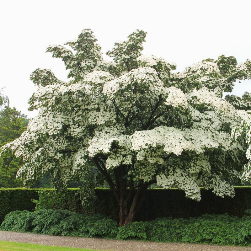 Cornus Milky Way 