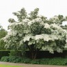 Cornus Milky Way 