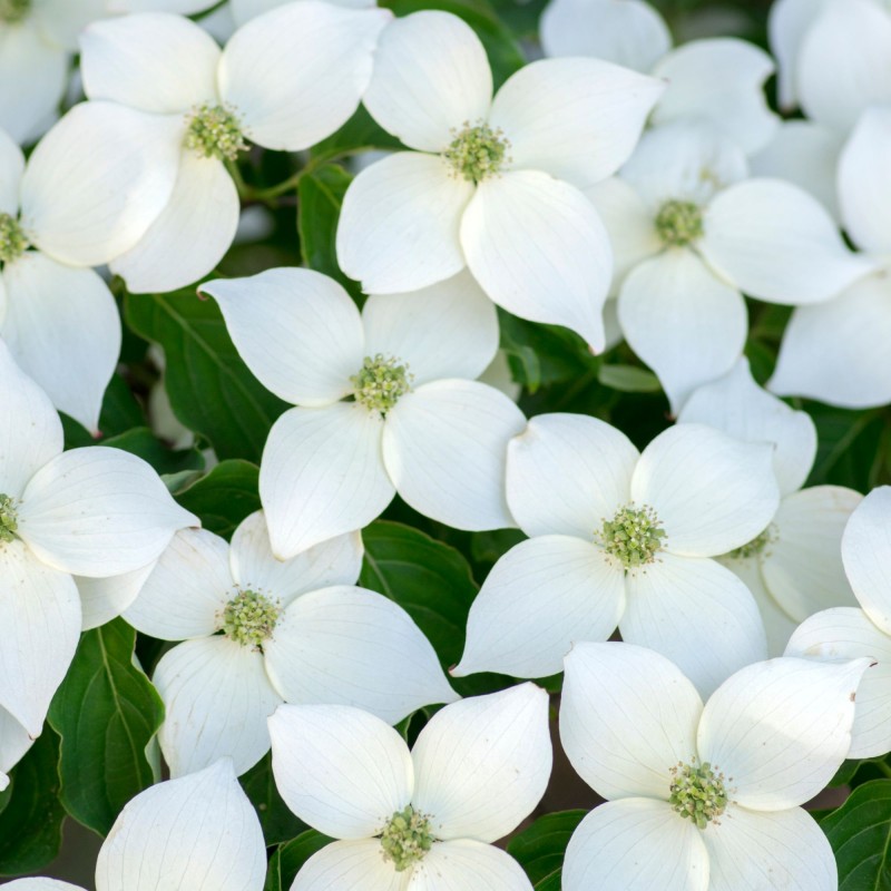 Cornus Milky Way 