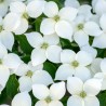 Cornus Milky Way 
