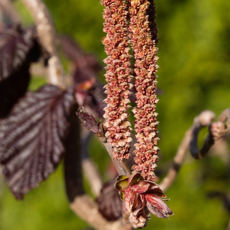 Corylus Red Majestic 