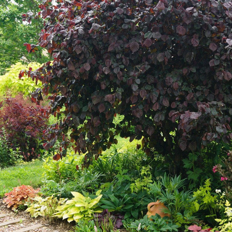 Corylus Red Majestic 