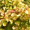 Cotinus Golden Spirit 