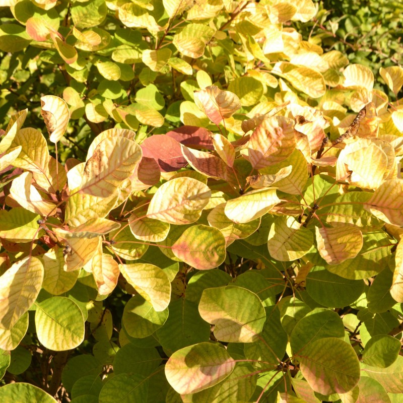 Cotinus Golden Spirit 