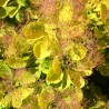 Cotinus Golden Spirit 
