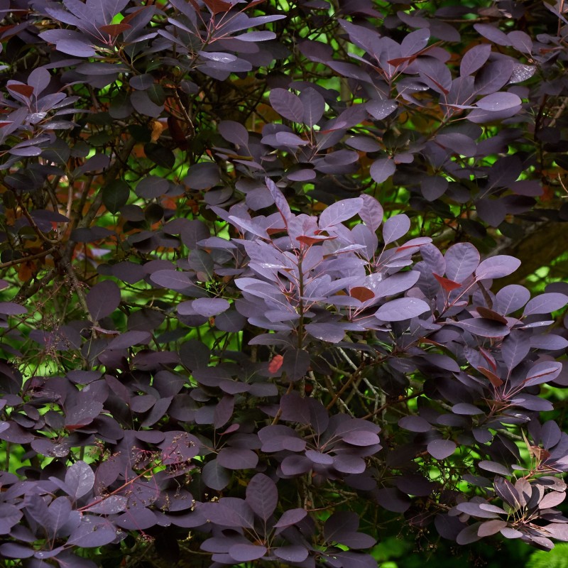 Cotinus Lila