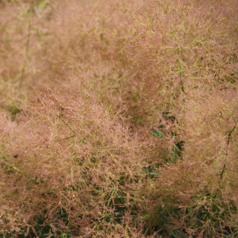 Cotinus Young Lady 