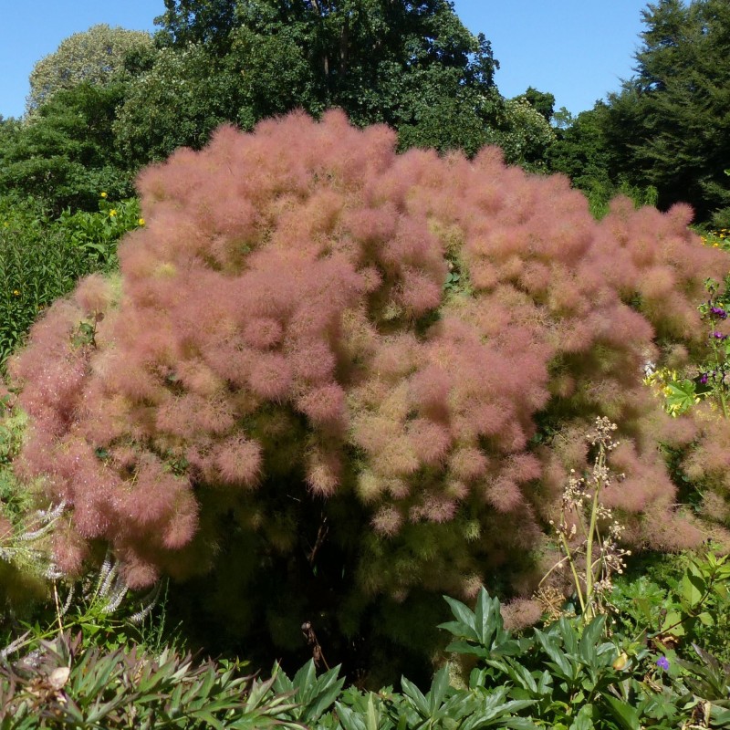 Cotinus Young Lady 