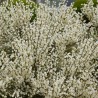 Cytisis Albus 
