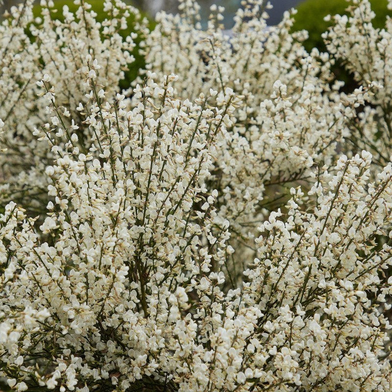 Cytisis Albus 