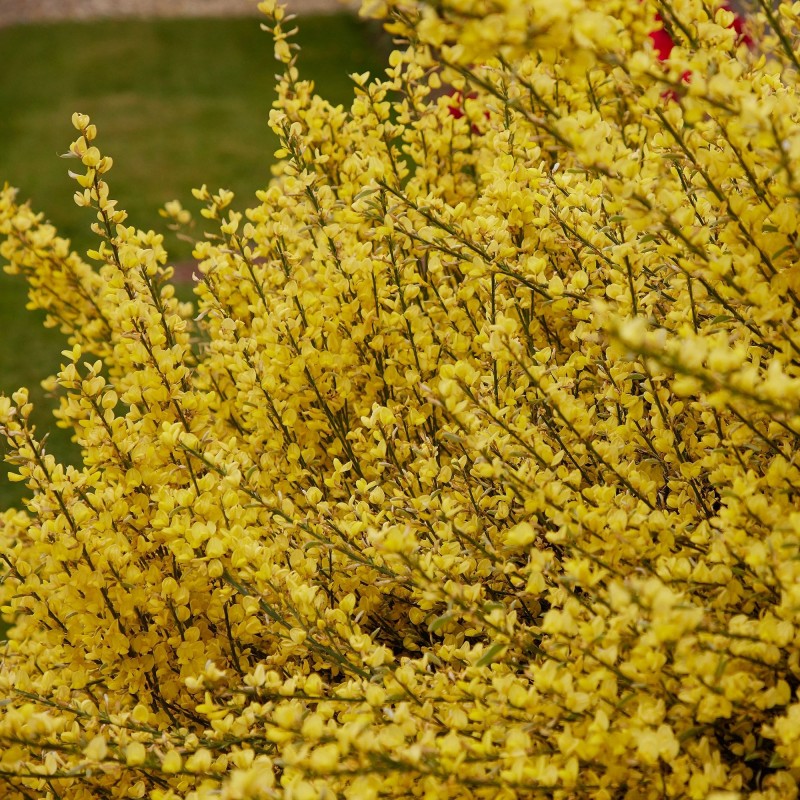 Cytisus All Gold