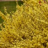 Cytisus All Gold