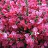 Cytisus Boskoop Ruby