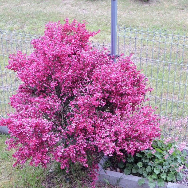 Cytisus Boskoop Ruby