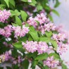 Deutzia Strawberry Fields