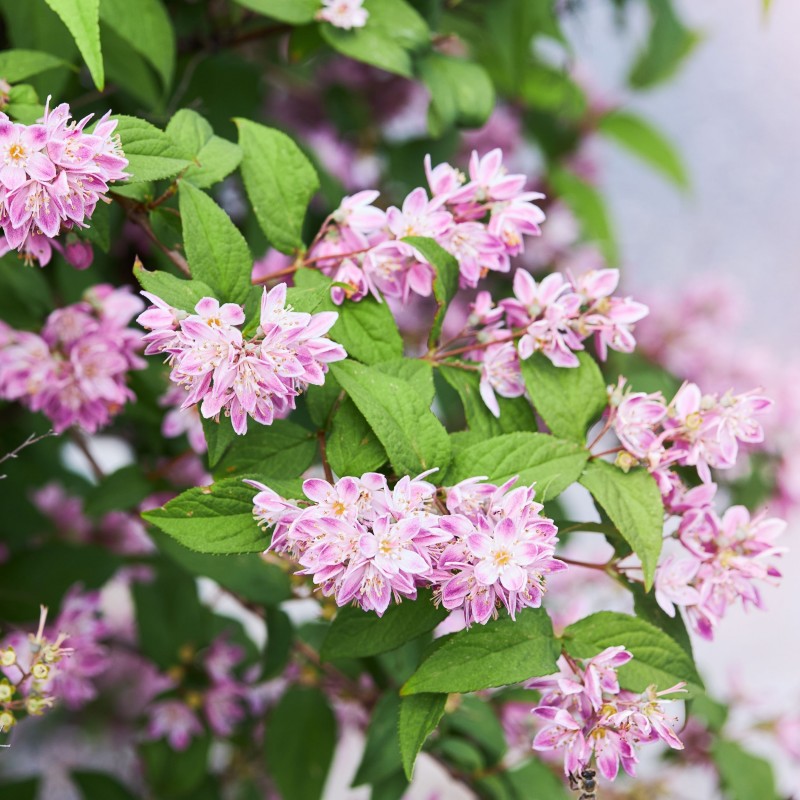 Deutzia Strawberry Fields