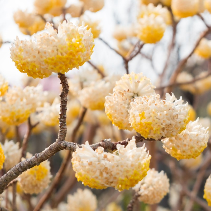 Edgeworthia chrys Grandiflora