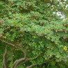 Enkianthus campanulatus