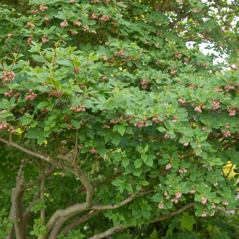 Enkianthus campanulatus