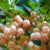 Enkianthus campanulatus 