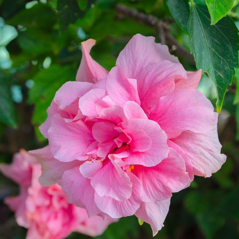 Hibiscus syriacus Ardens